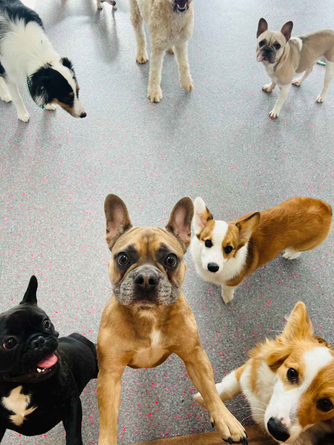 Stay and play doggy hot sale daycare