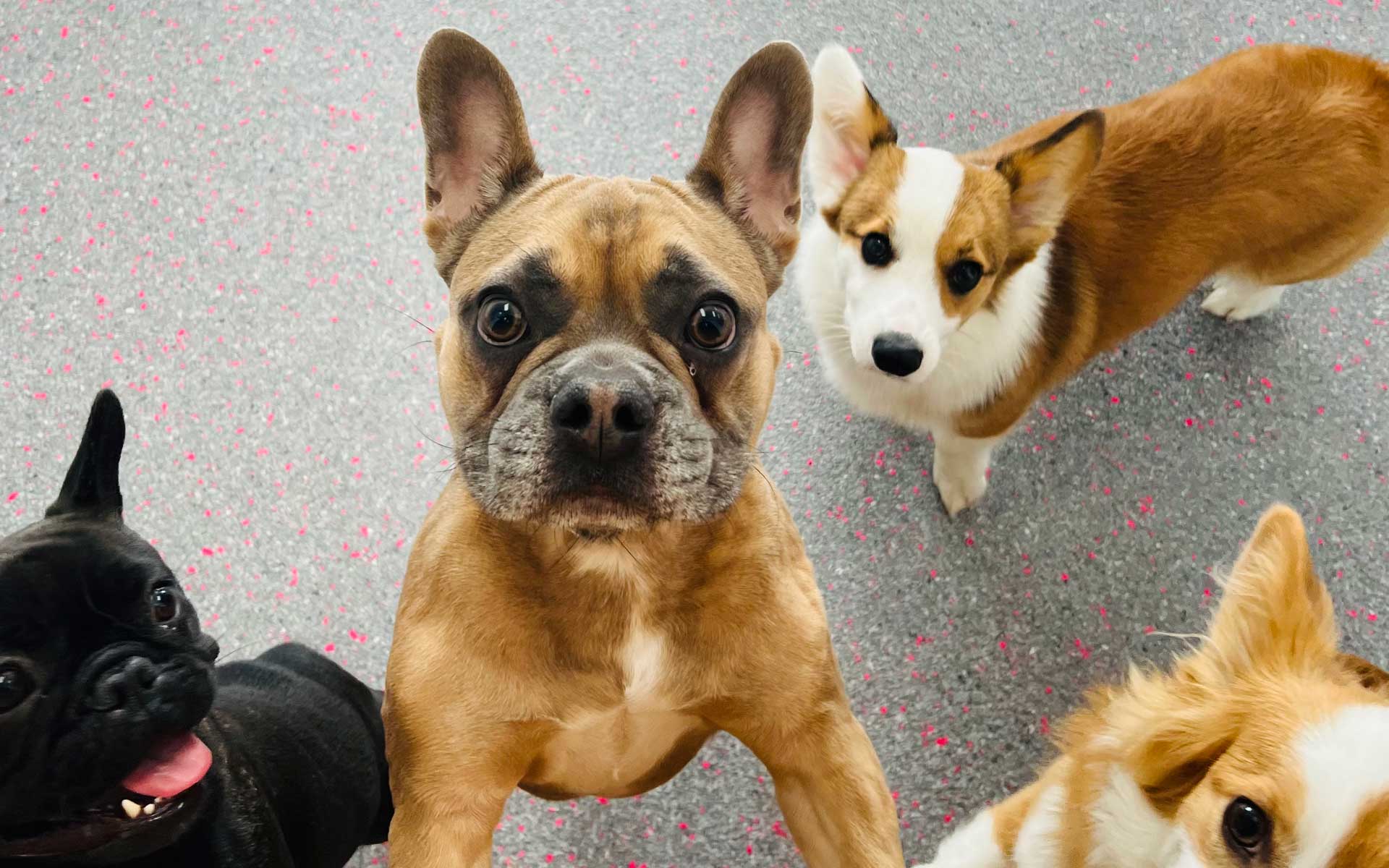 A group of four curious dogs, including two French Bulldogs and a Corgi, looking up at the camera at Lily's Play-N-Stay.