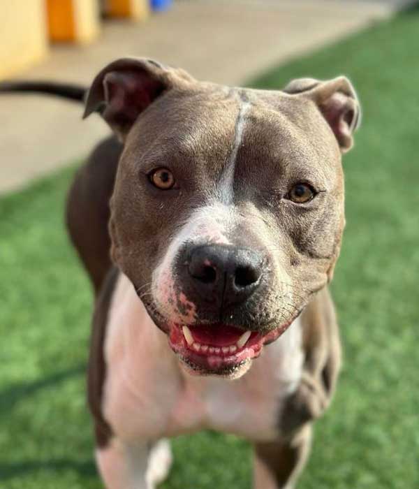 A happy gray and white pit bull smiling on the green grass at Lily's Play-N-Stay dog daycare.